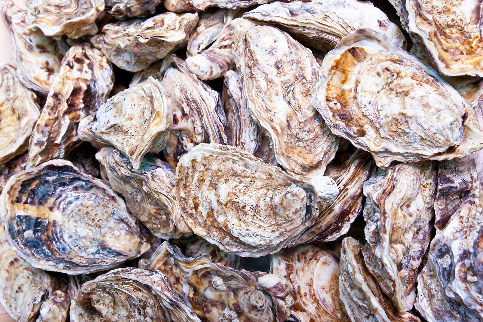 oysters-pattern